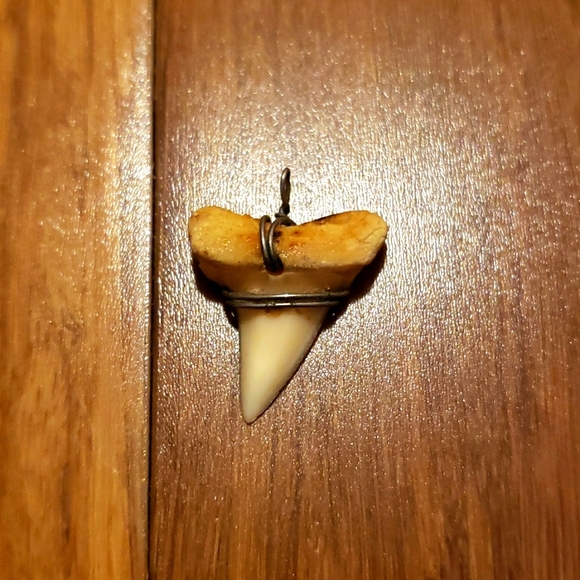 Sharks tooth - Picture 1 of 4